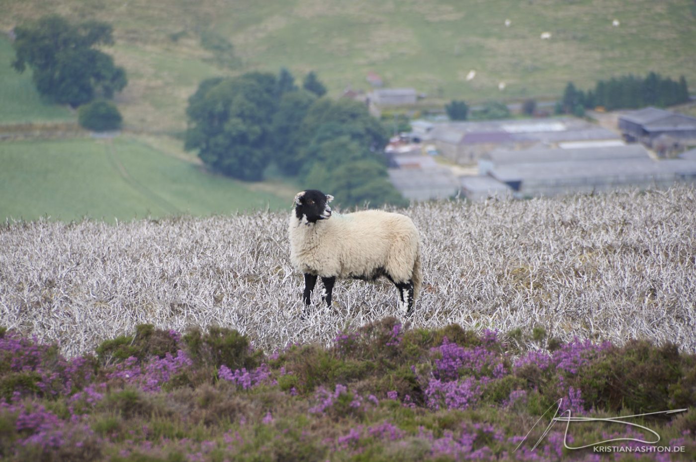 North York Moors - ein Schaf beim Rosedale Chimney Bank