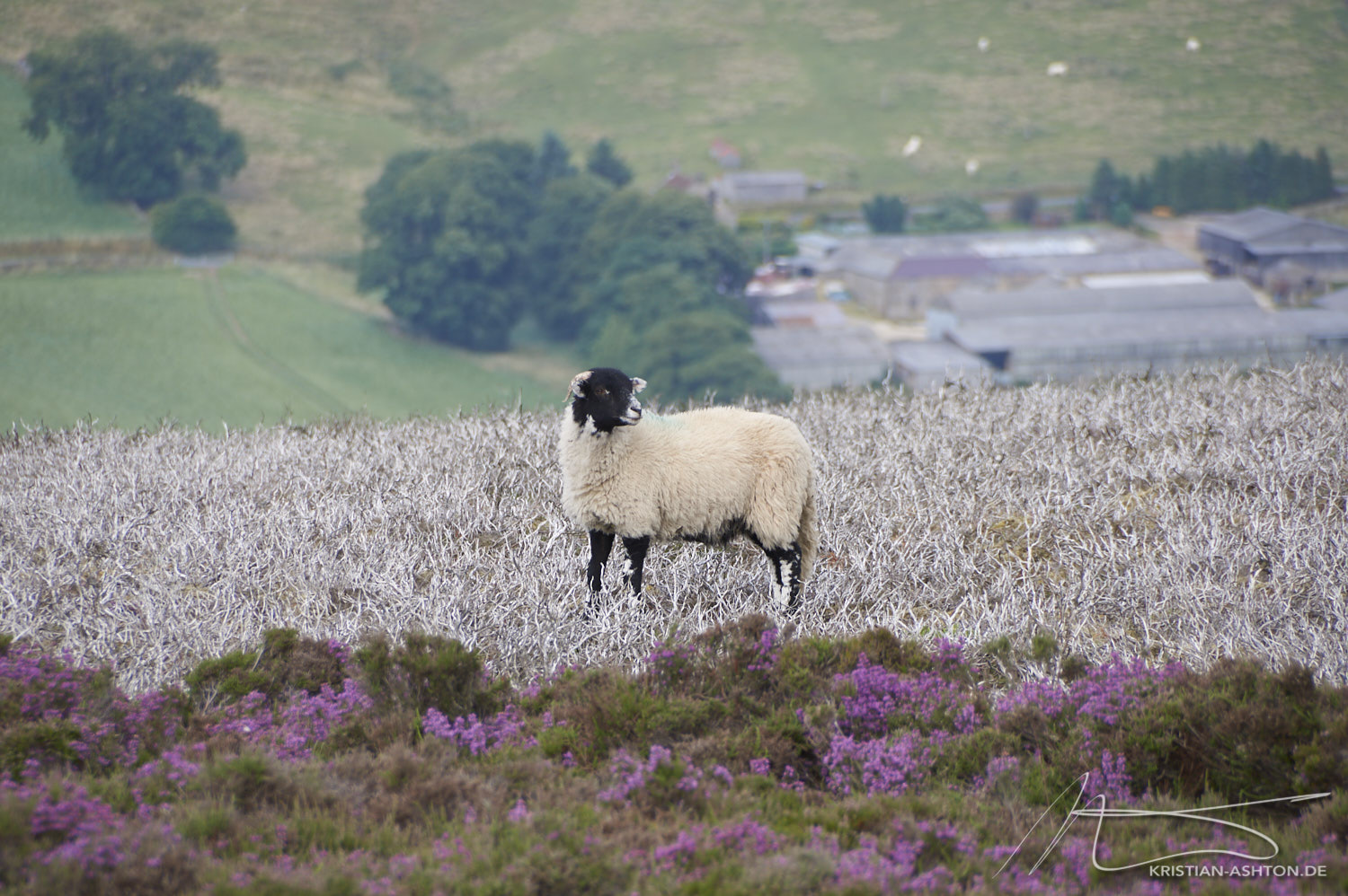 North York Moors - ein Schaf beim Rosedale Chimney Bank