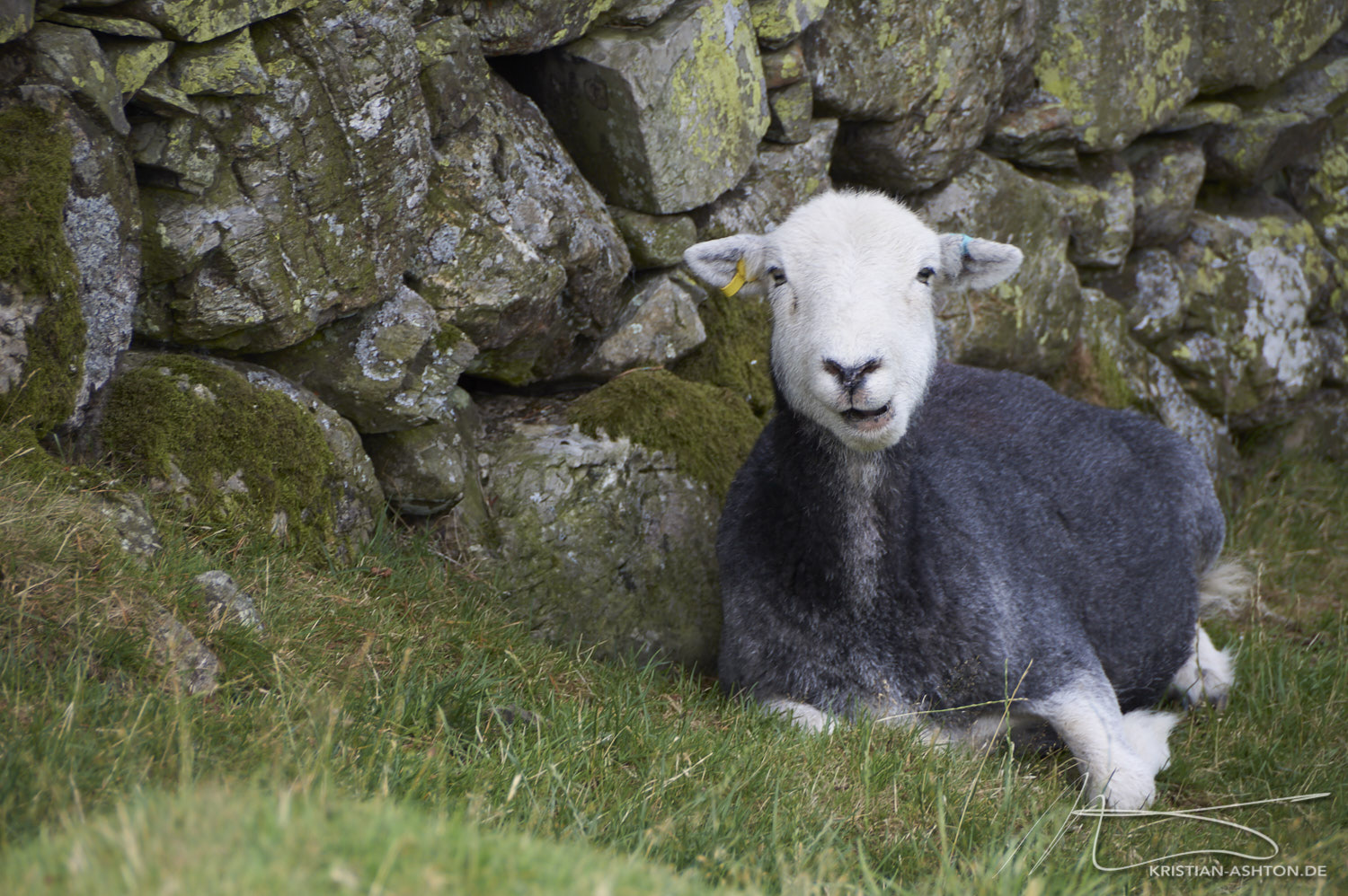 Lake District - ein freches und lustiges Schaf am Buttermere