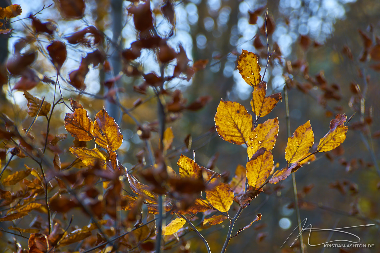 Silberwald Herbst-Impressionen