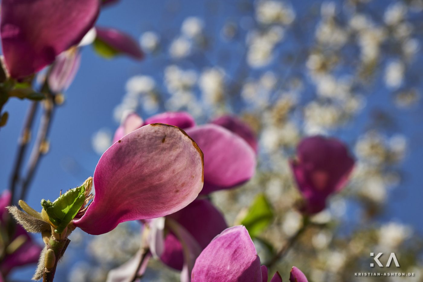 Blütezeit der Magnolien im Maurischen Garten der Wilhelma