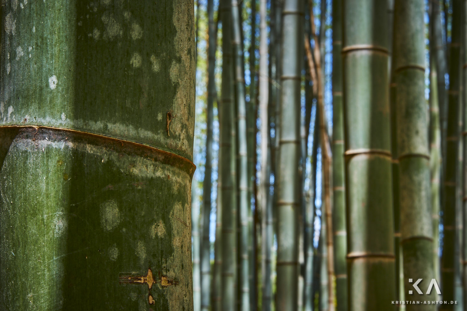 Bambuswald in Arashiyama